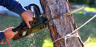 How Our Tree Care Process Works  in Mechanicsville, VA